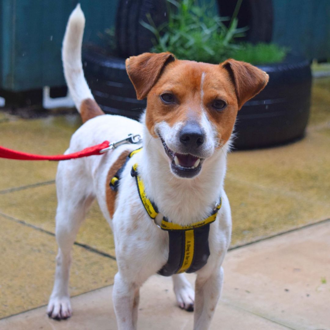 Who doesn't love a cheeky #JackRussellTerrier smile?! 😁

To apply for a dog like Jeff, head to our website to put in an application to adopt!

#JRT #Adoption #rescue #rehoming #DogsTrustWestLondon #ADogIsForLife