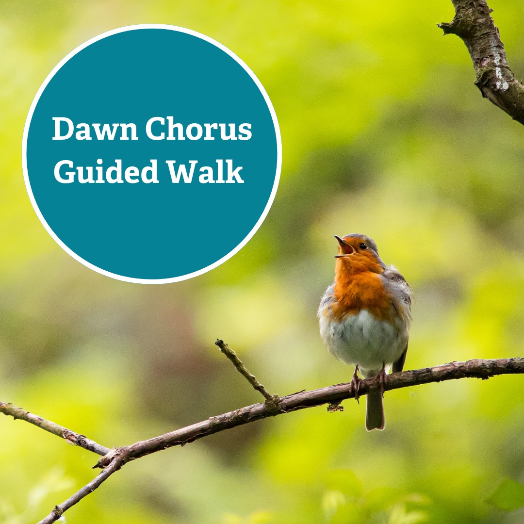 Experience the symphony of nature at Brockholes! 🎵 Join us for a wonder-filled dawn chorus walk on Sunday, May 19th. Listen and learn about the captivating melodies of our early risers. Book here: bit.ly/3UaxgWq