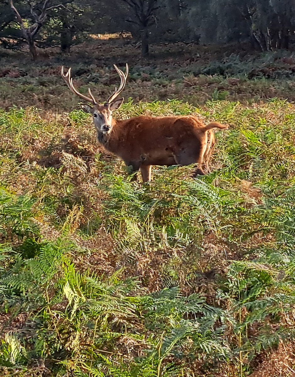 Wonders of the Capital Ring 19: Red deer buck, Richmond Park #CapitalRing