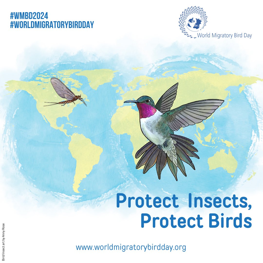 This Saturday is #WorldMigratoryBirdDay🐦! Insects are crucial for migratory birds, but declining populations threaten their journey. @ISTAseedtesting invites everyone to protect these vital food sources! #seedquality #seedtesting