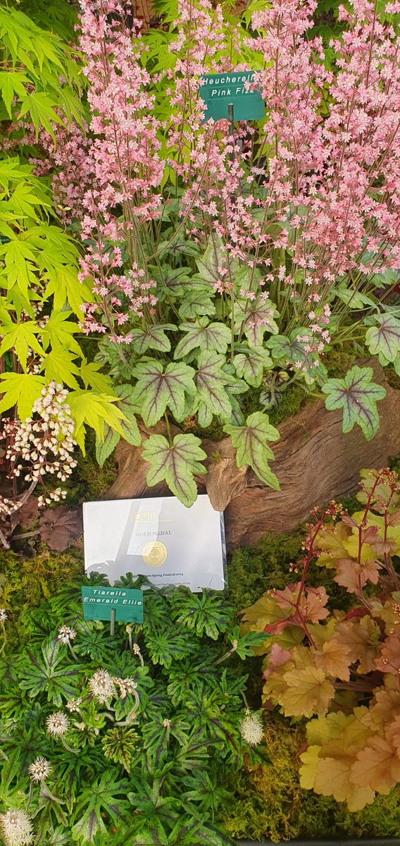 Beautiful gold medal @MalvernShows this morning Got to 💚 a 💛 medal🥰🌸 Big thanks to our gorgeous show plants #Heuchera #Heucherella and #Tiarella with a bit of help from us 🤣 Have lovely day 💗 Get yourselves over to this amazing show Find us Floral Marquee stand 554