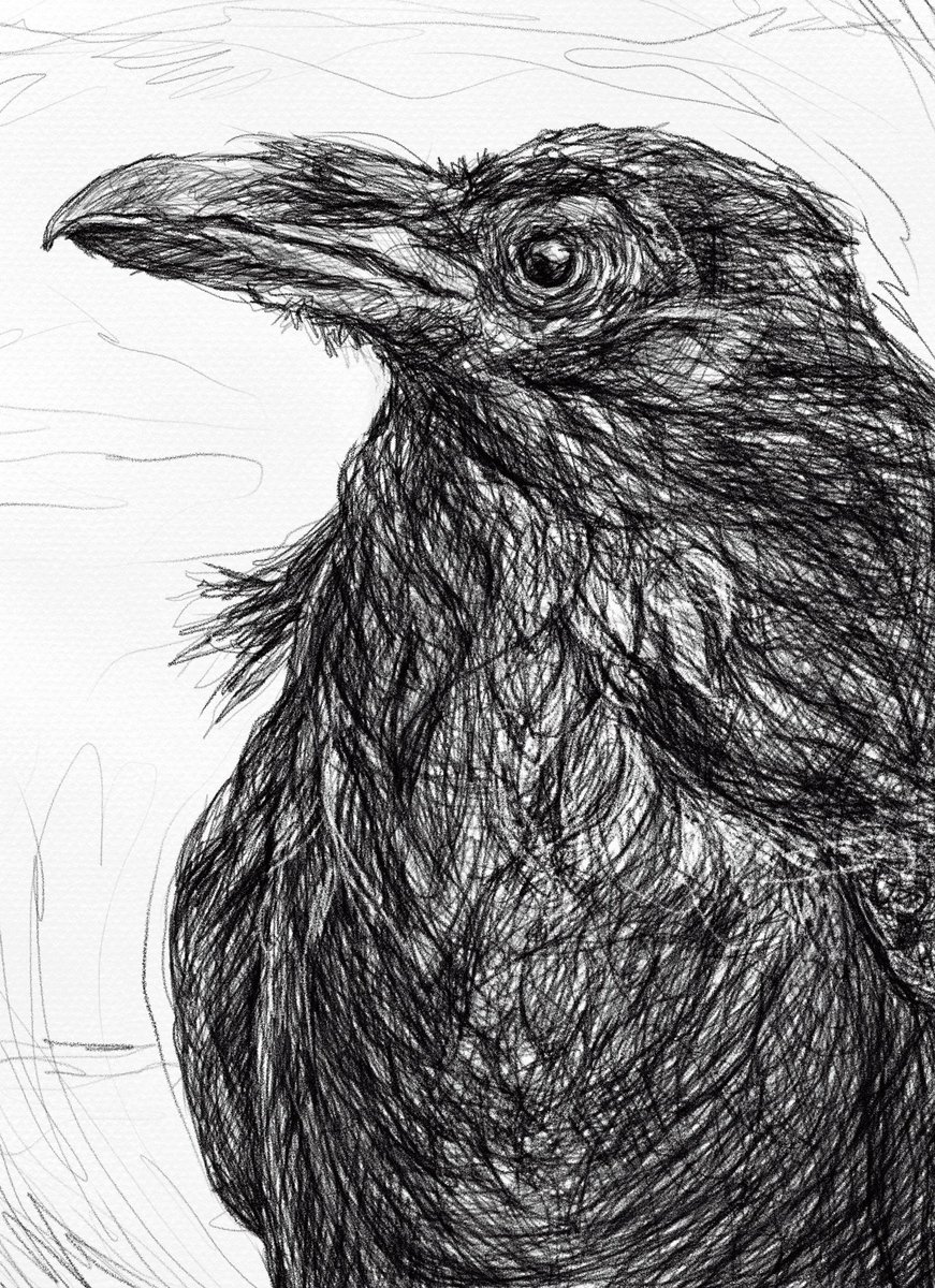 Raven.🪶#raven #bird #wildbird #BirdsOfTwitter #BirdsOfX #drawing