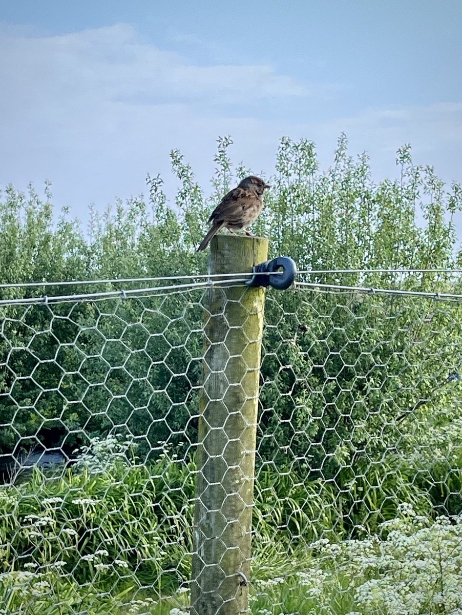 Just back from watching a marsh harrier build her nest on Blakeney's freshwater marsh this morning — no photos as I didn't think to bring a proper camera. Here, at least, is a nice dunnock whom I met on the way back — he had quite a lot to say for himself.