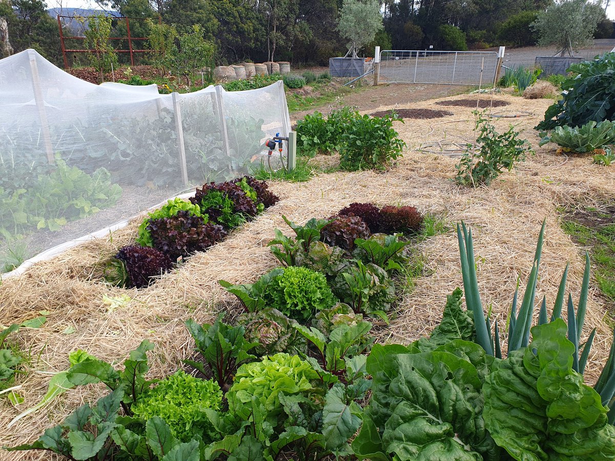 markfitzgardens's tweet photo. Apply #organic #mulch to #vegetables to retain #soil #moisture, control #weeds, encourage #worms, and develop #SoilHealth viability. #Harvest awesome fresh vegetables with #healthy #flavours. https://t.co/LzBTlXrs12