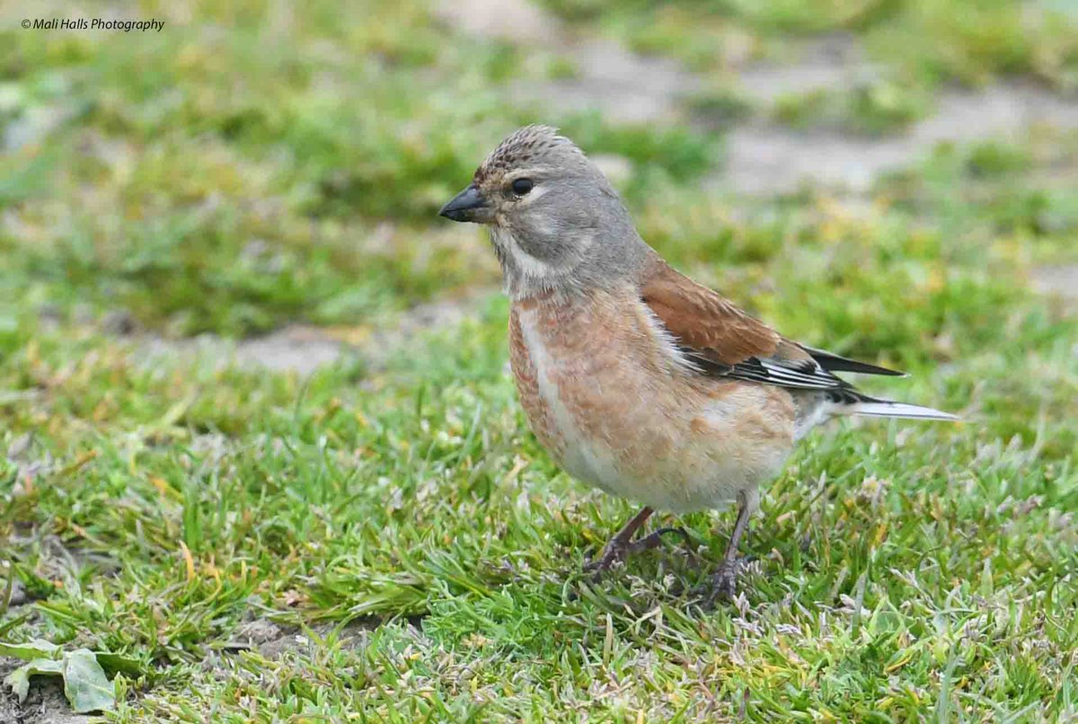 Linnet. Another welcome morning of sunshine here. #BirdTwitter #Nature #Photography #wildlife #birds #TwitterNatureCommunity #birding #NaturePhotography #birdphotography #WildlifePhotography #Nikon