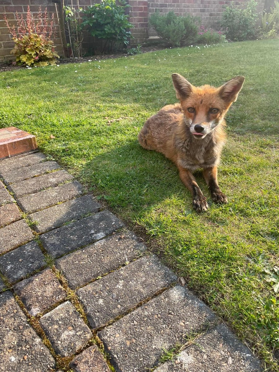 Look who dropped bye to see me. Can’t go near him yet he will run. 😁😁😁♥️♥️♥️🙋🏼‍♀️🇬🇧