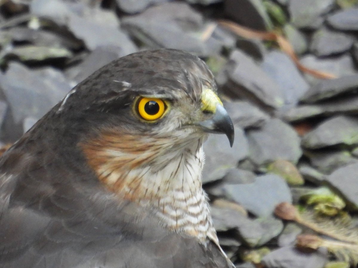 Sparrowhawk, 15 July '23. #WildlifeFromMyWindow