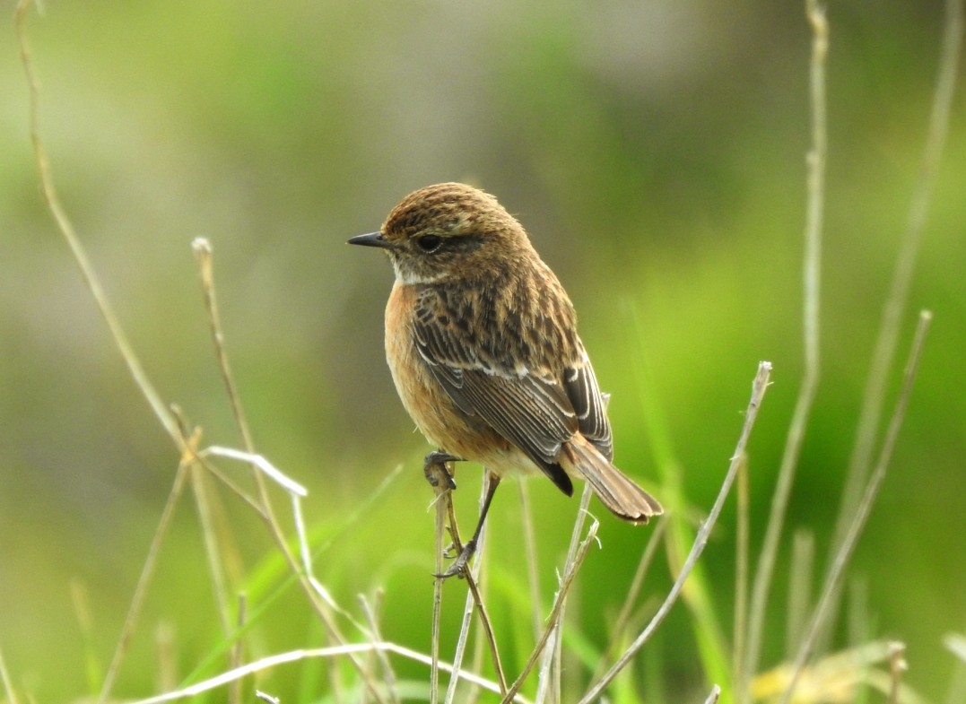 Good Morning 😊 Blue sky and Sunshine but a tad chilly #stonechat in search for a passing fly or two