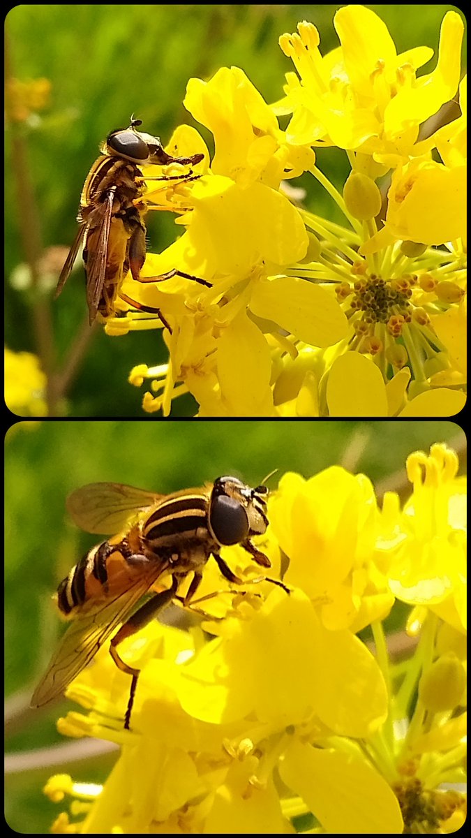#InsectThursday from yesterday with a 'footballer' hoverfly (Helophilus pendulus) enjoying rape seed oil flowers. #Hoverflies @Buzz_dont_tweet #vitaminN #Lancashire
