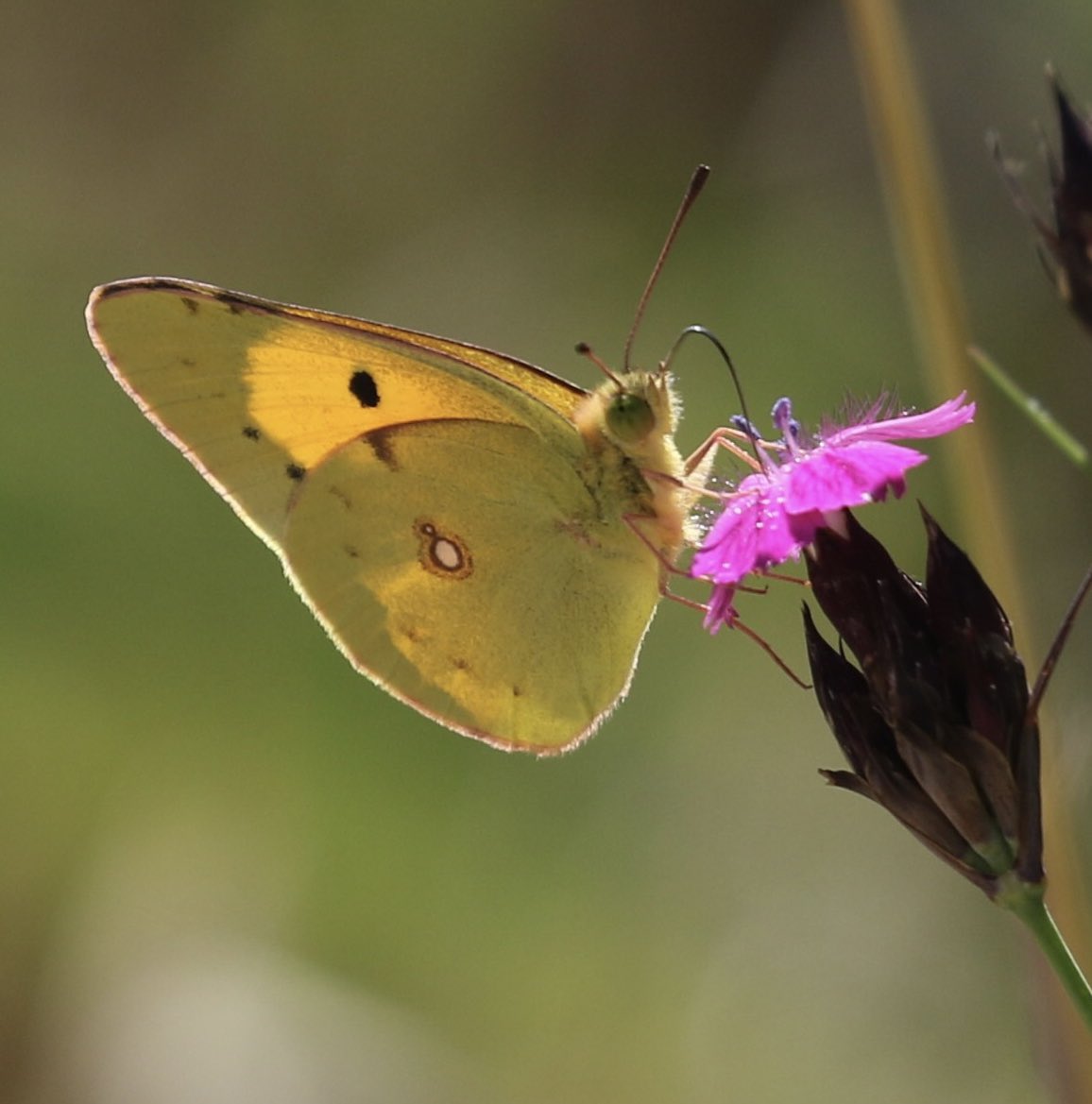 Nature pic for today: a Clouded Yellow butterfly, Jerusalem.