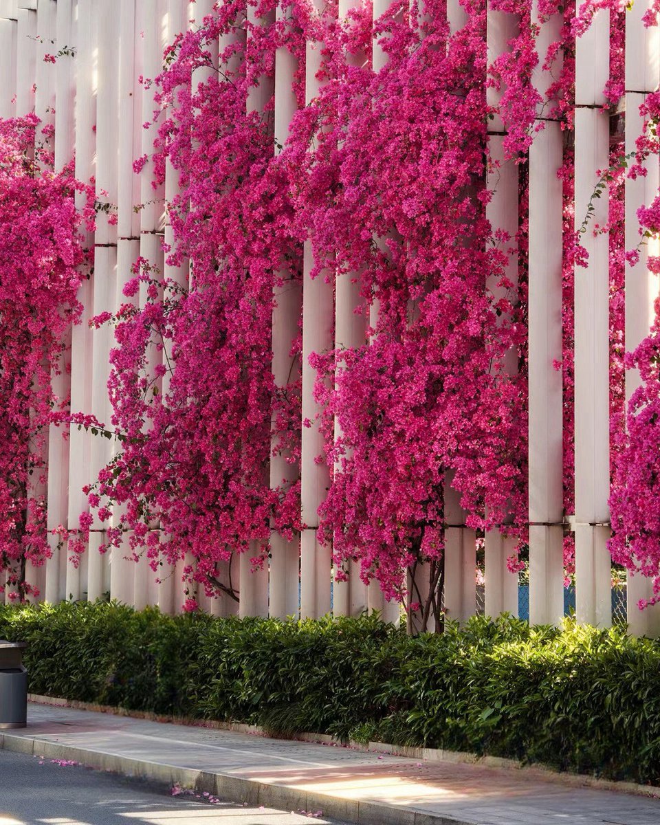 A waterfall of Bougainvillea in Chengdu🌺 #fyp #photography #photooftheday 📷kathy