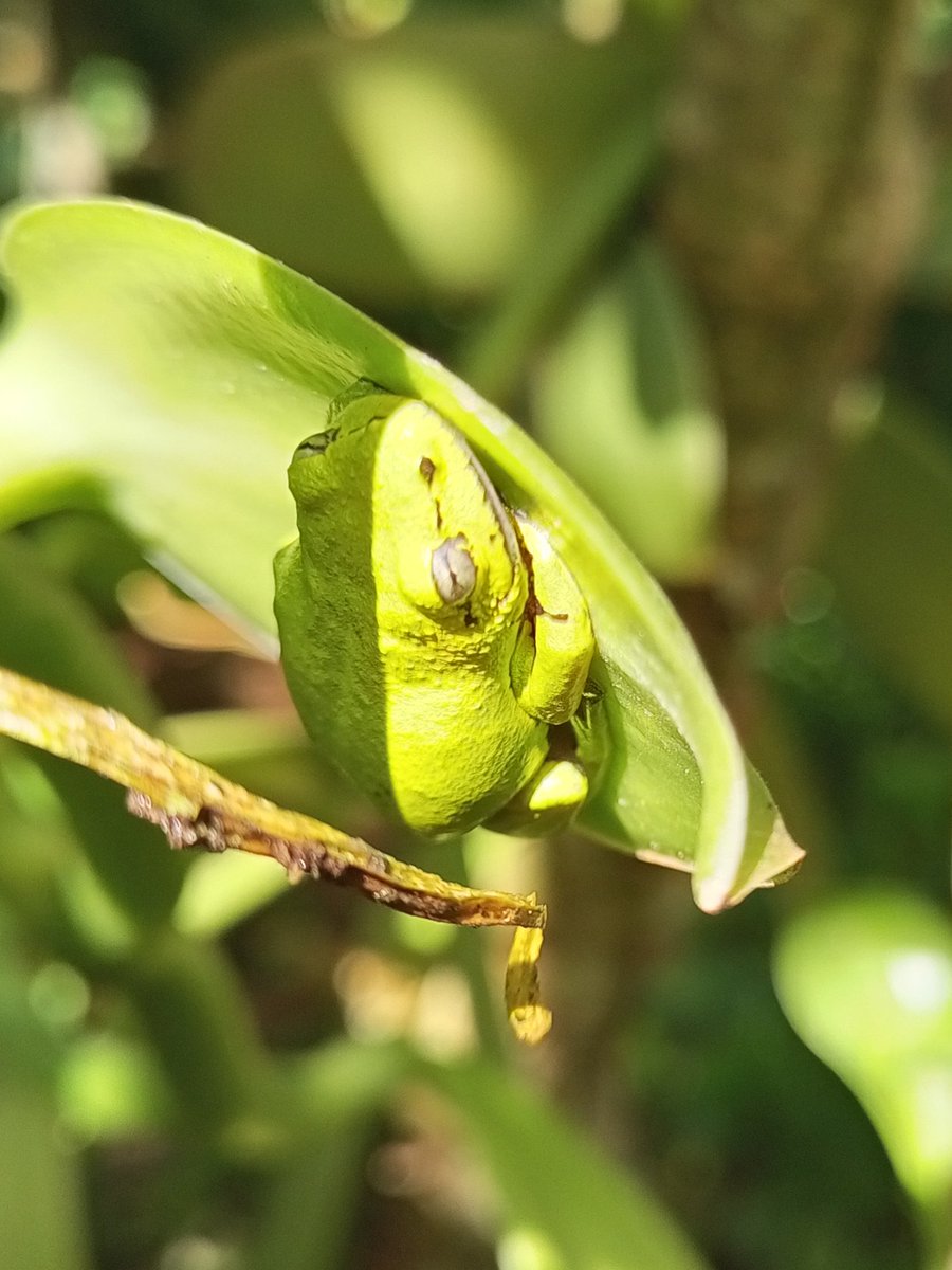 A rare sight: a tiny tree frog, probably Leptopelis kivuensis, in the vanilla. It's only the second time one has been seen on the farm and as such is unusual, as it is usually found in swamp forests in western Uganda. #Frog #Uganda
