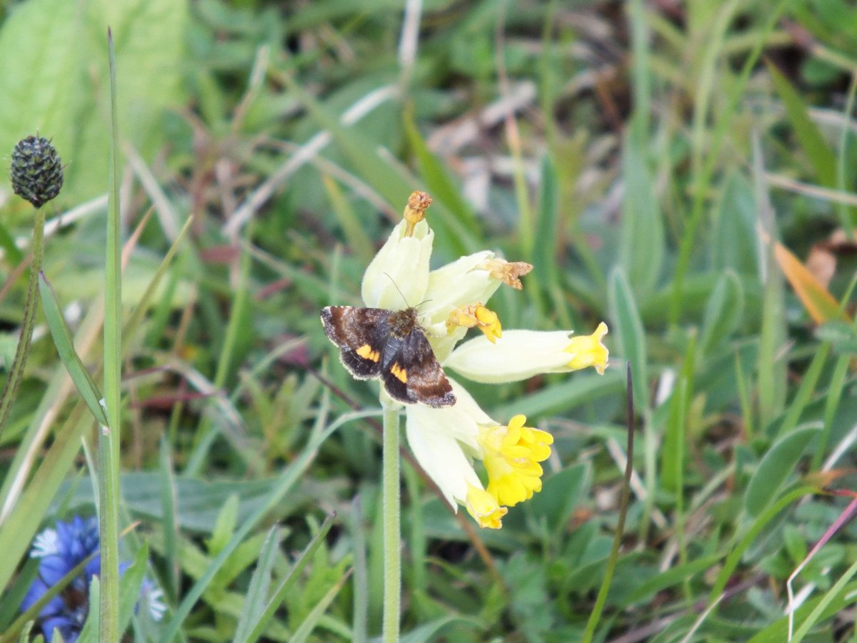 Some moths from Rodborough Common from Tuesday. Great to see some familiar faces #MothsMatter @savebutterflies