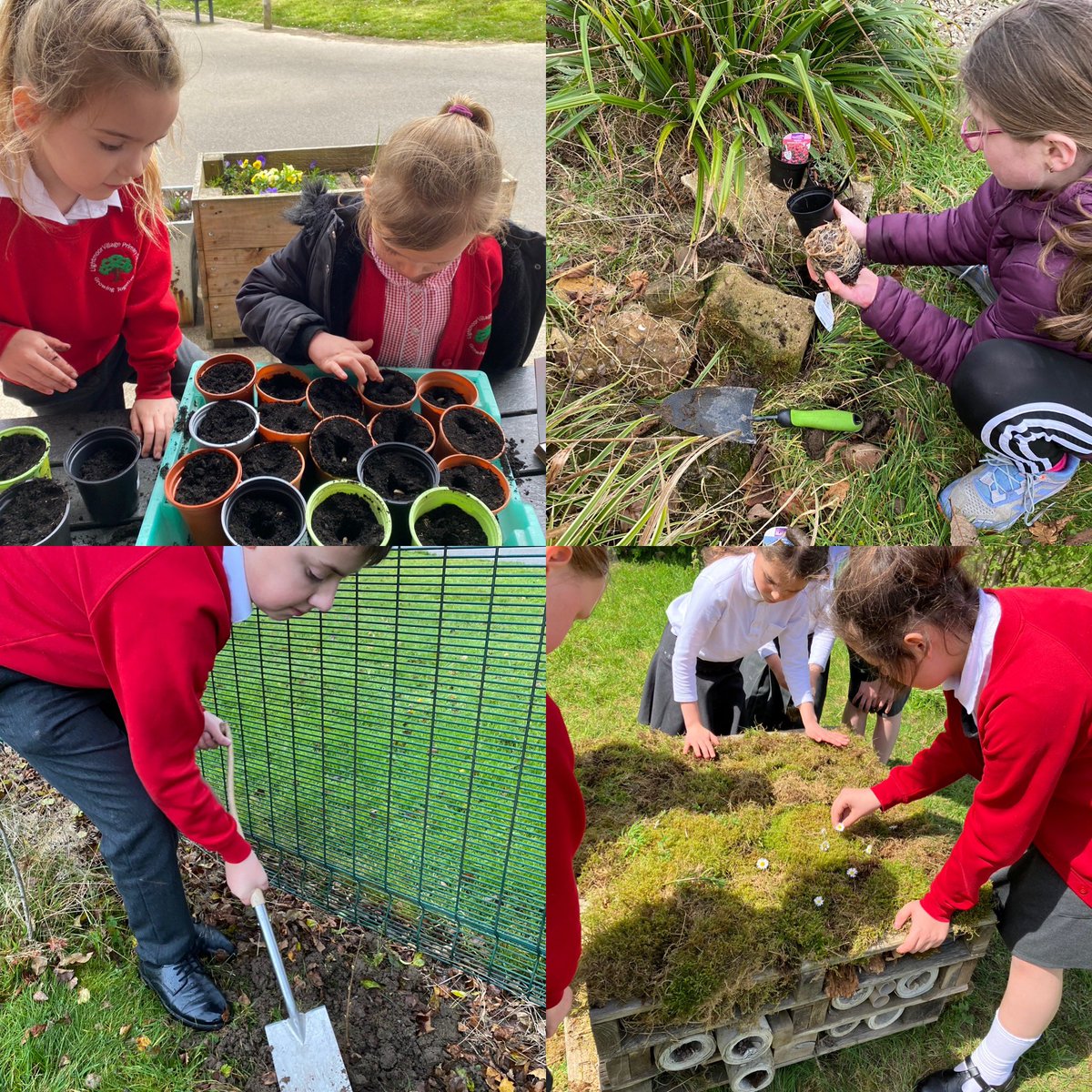 Not all classrooms have four walls @LightmoorPri gardening and the great outdoors is wonderful for teambuilding and having conversations as well as building friendships #mentalwellbeing