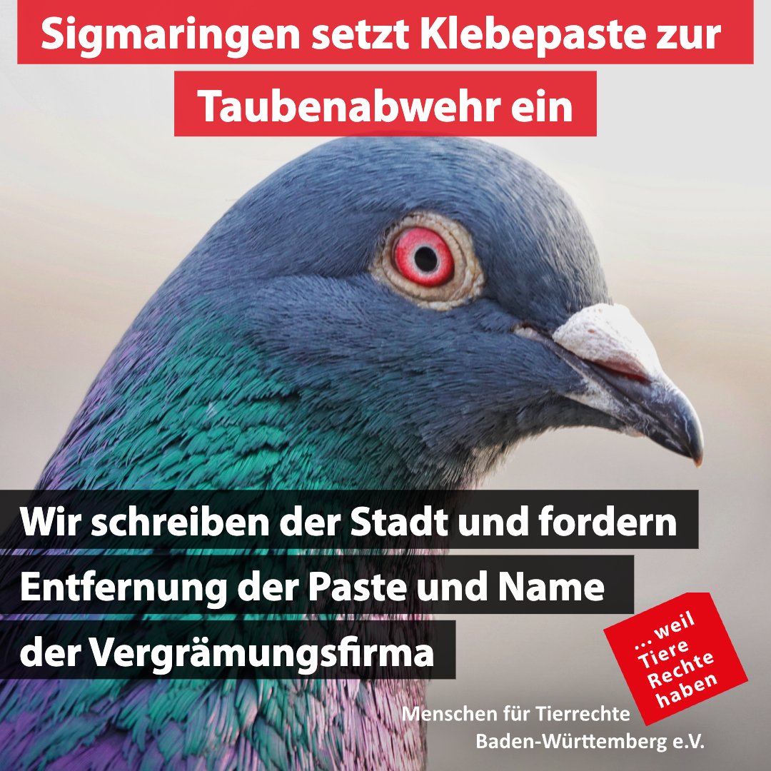 Wir haben heute den folgenden Brief an die Stadt #Sigmaringen gesendet.
Rechtswidriger Einsatz von #Klebepaste ,,Take off“ in Sigmaringen: tierrechte-bw.de/index.php/rech…