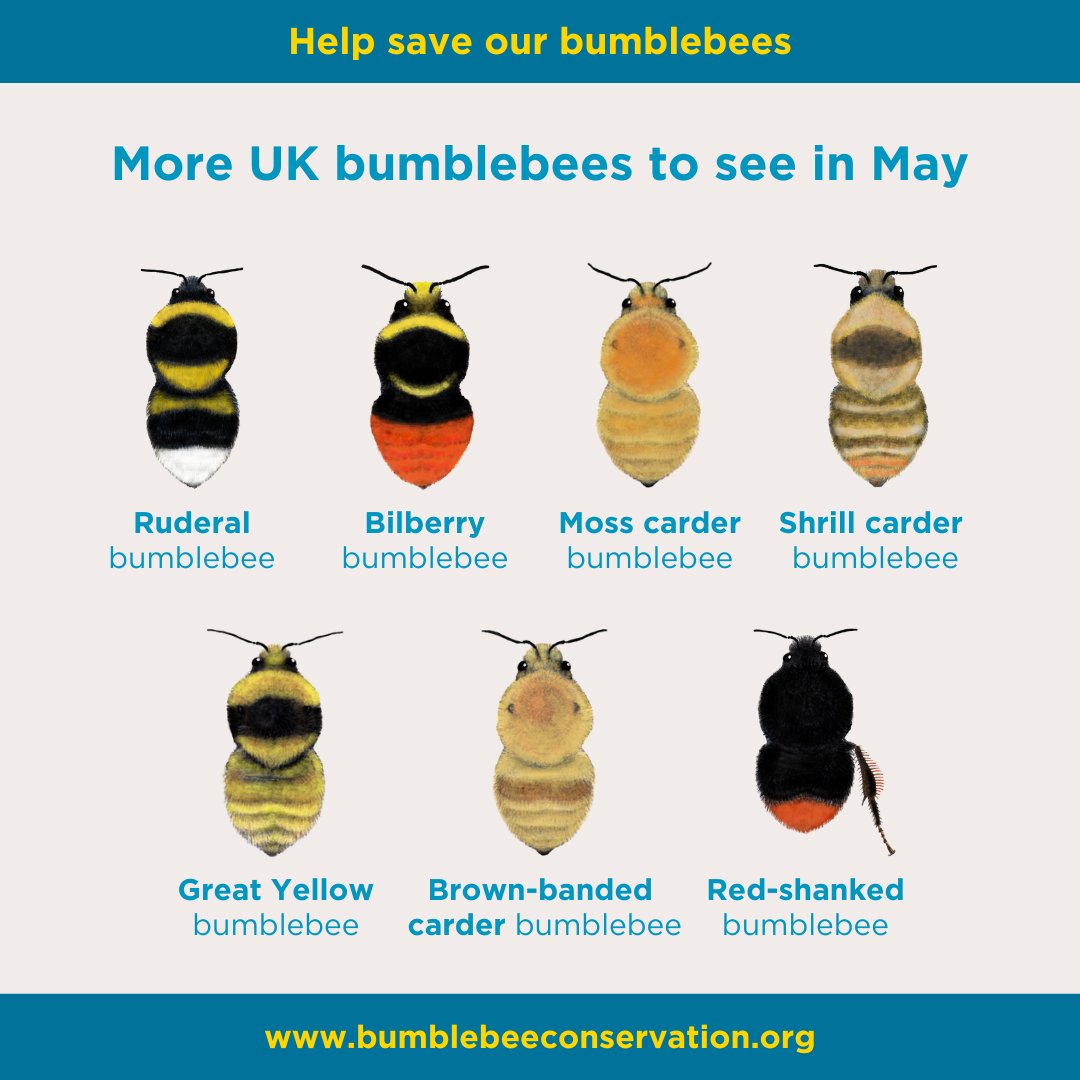 Here are some more UK bumblebees you can spot in May 🐝 #BumblebeesAreBack This month, some of these rare and less common queens will emerge from hibernation. Already active queens will produce their first daughters – the workers 💼 What bumblebees have you spotted recently? 👀