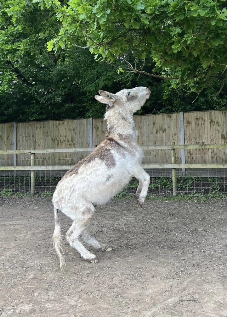 Donkey of the Day  🤗 #donkey #donkeywelfare #donkeys #Eeyore #Ilovedonkeys  #donkeyrescue #donkeylife #donkeysanctuary #haven #donkeyhaven #donkeylove #donkeyphotography Photo credit: Hayling Island Donkeys