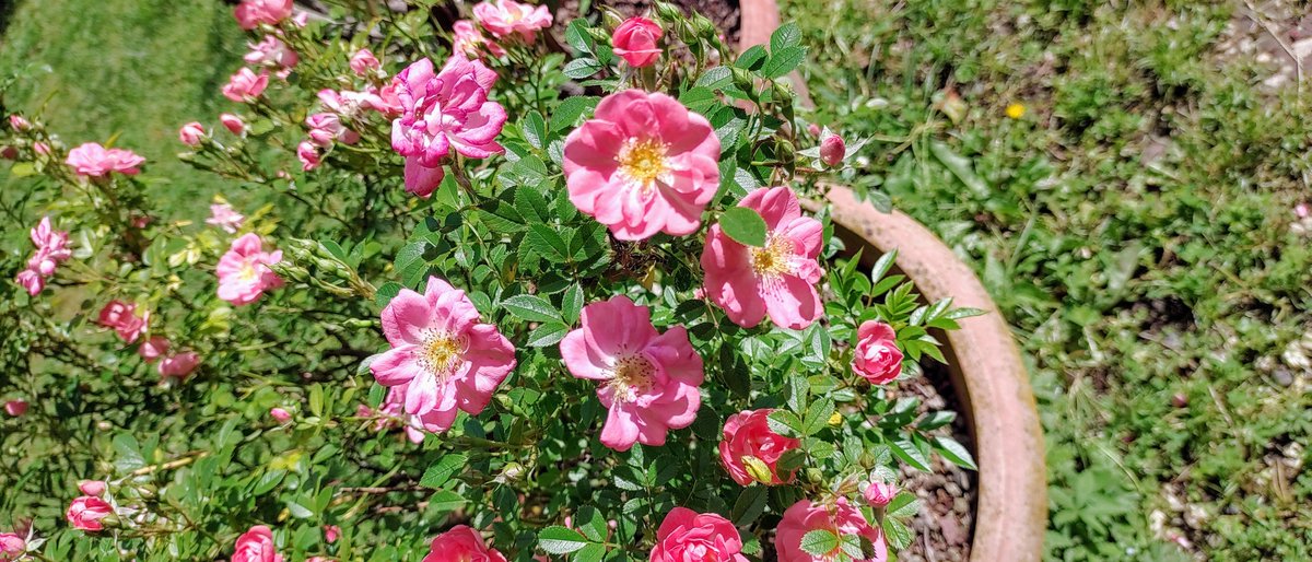 Happy #FlowersOnThursday #GardenRoses #FlowerPhotography flickr.com/photos/7025332… Photo © fugzu at Flickr, Italy, May 8, 2024 #GardeningTwitter #GardeningX