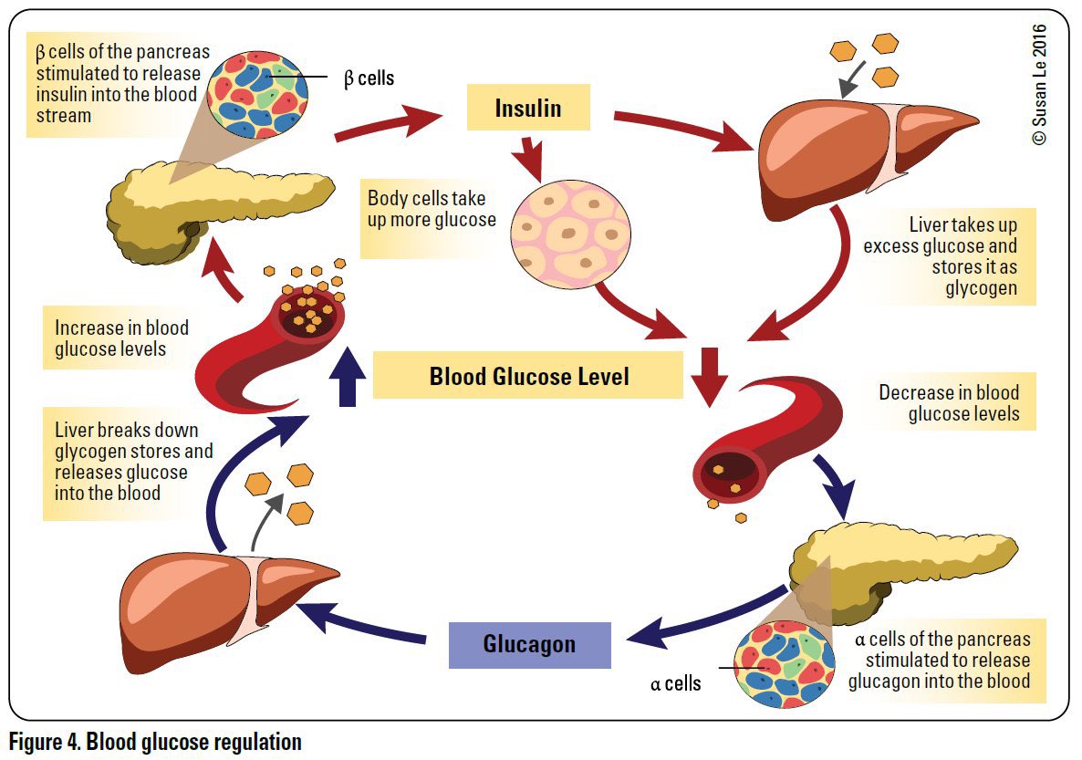 Blood Glucose Regulation

@ManualOMedicine #MedEd #MedX #BloodGlucose
