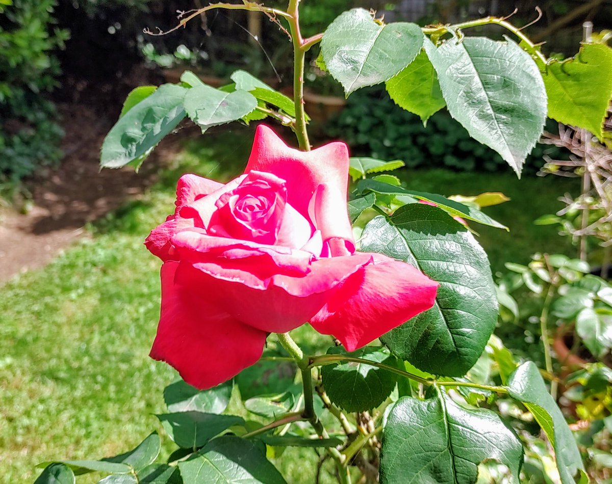 Happy #FlowersOnThursday #GardenRoses #FlowerPhotography flickr.com/photos/7025332… Photo © fugzu at Flickr, Italy, May 8, 2024 #GardeningTwitter #GardeningX