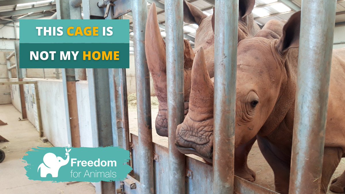 White Rhinos are semi-social and highly territorial. In the wild they inhabit areas of savannah between one and seven miles square. Barren zoo enclosures like this are #NoPlaceLikeHome #EndCaptivity