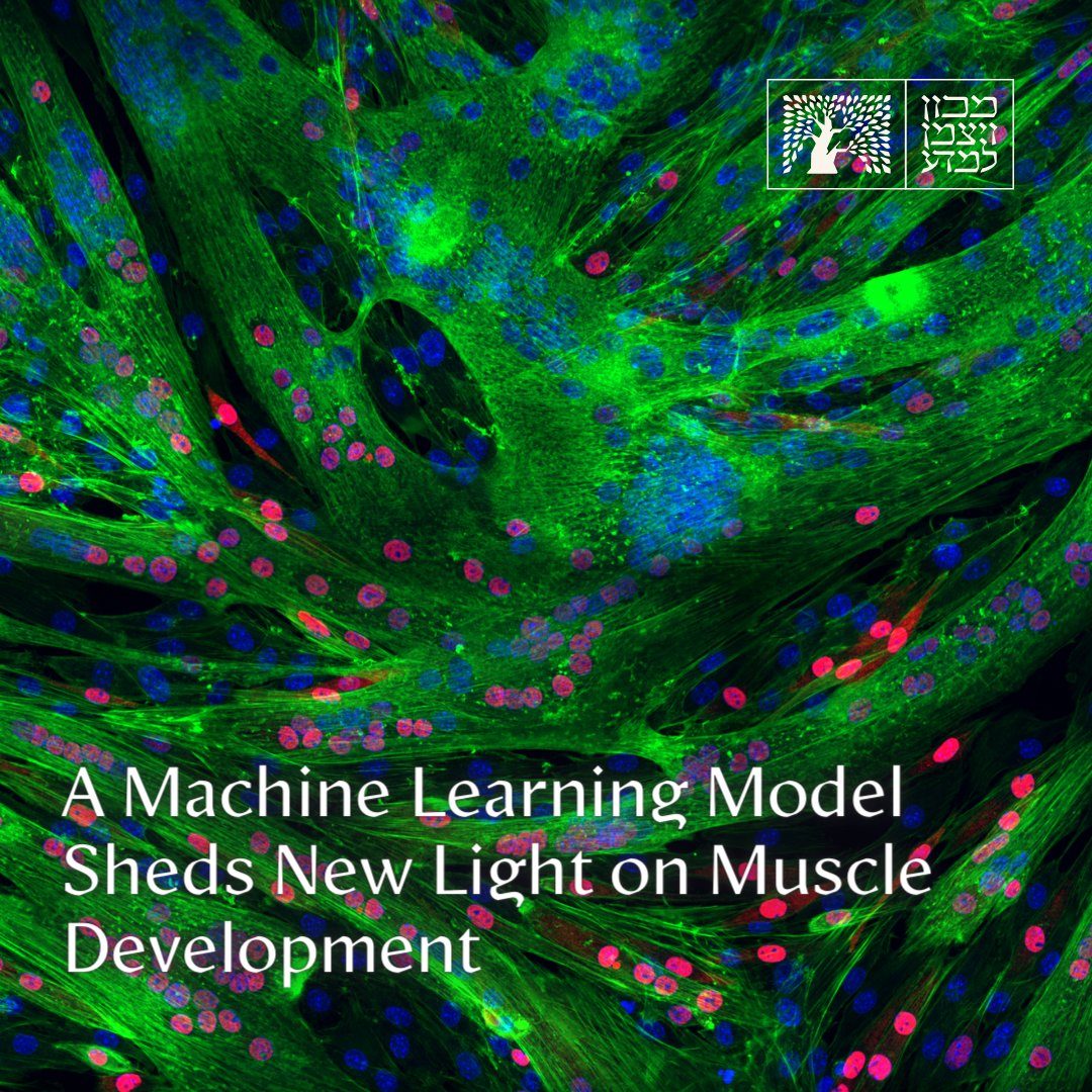 For the past few years, Weizmann’s Dr. Ori Avinoam has been grappling with an unresolved conundrum: How do stem cells generate new muscle fibers? In his search for an answer, Avinoam turned to his friend Dr. @AssafZaritsky at @bengurionu, and their collaboration led to unexpected