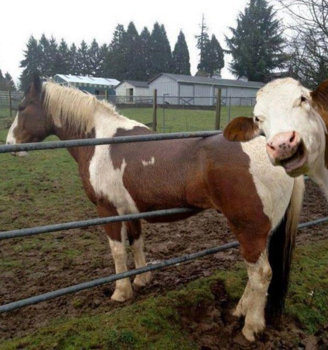 Remember, no matter how bad your day is going, at least you're not in a fence being laughed at by a cow.