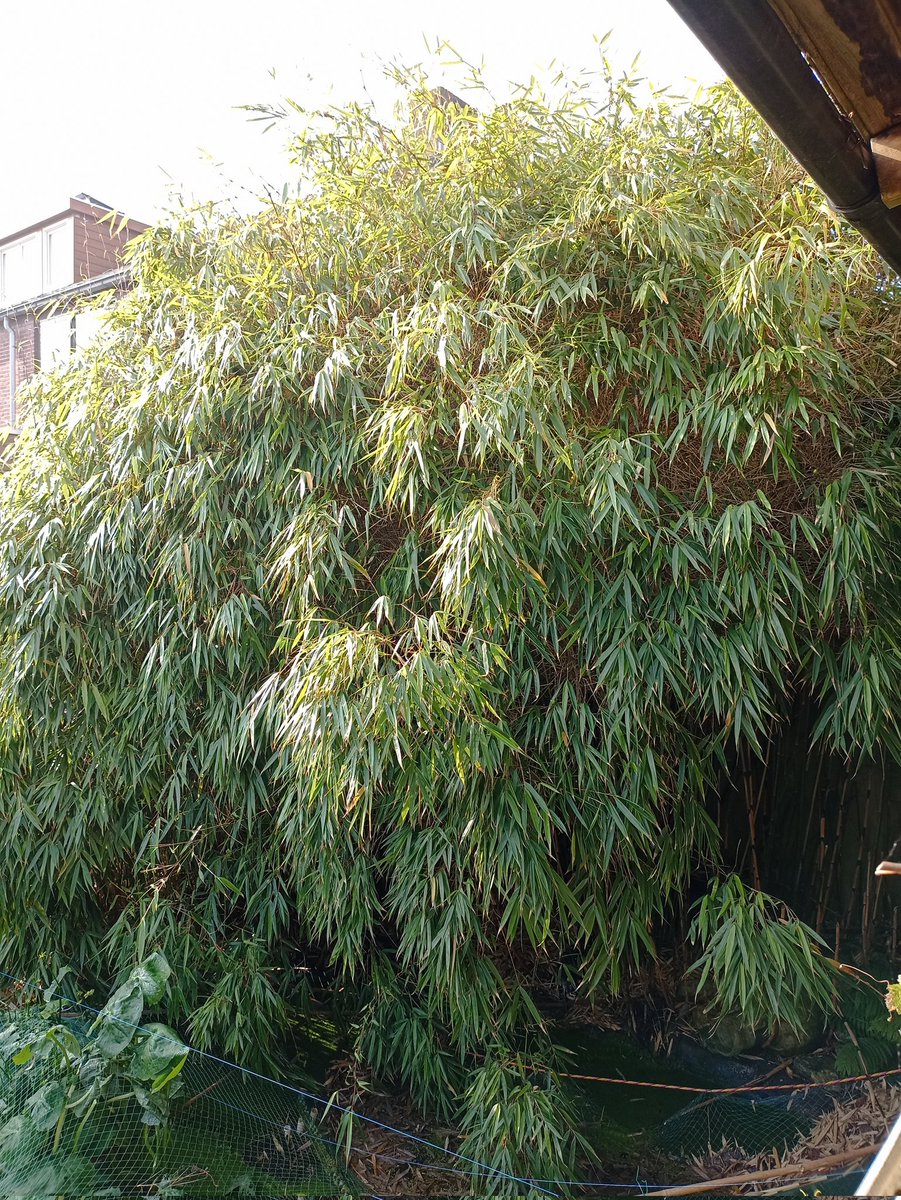 cockspan's tweet image. Dit is mijn "bamboe bos" met eronder de tuinvijver. "Bos" zit vol met de huismus! Bamboe was de kleine(1.50mtr) maar na jaren groeit het iets hoger 😂. Buren minder blij als de huismus 😉 @vogelnieuws