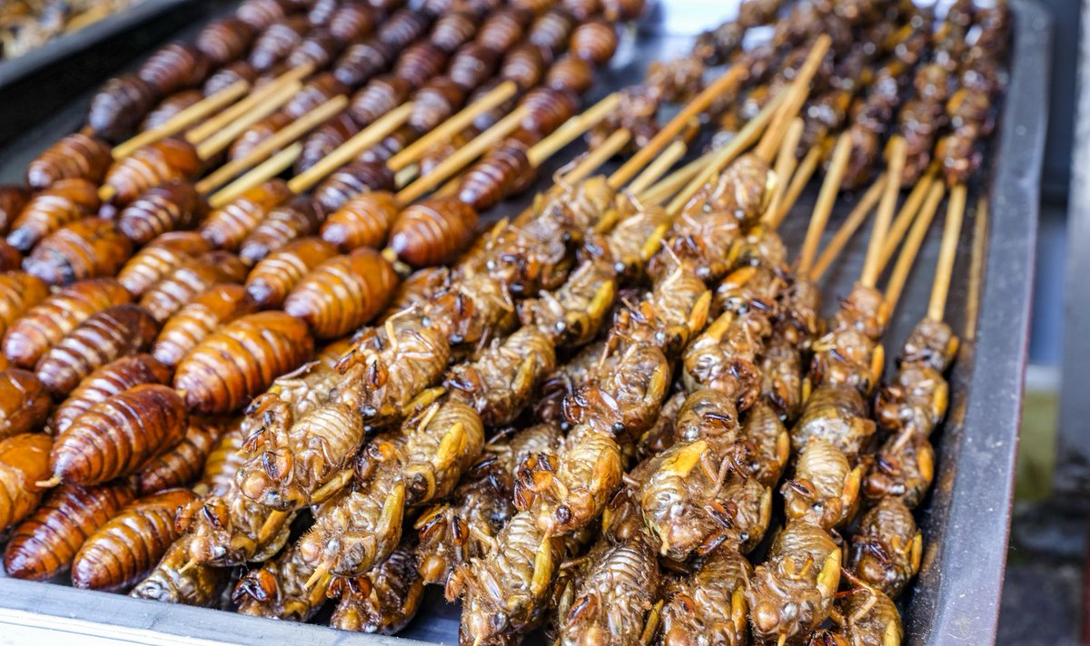 From Dinner Parties to Restaurants, Cicadas Are Landing in the Kitchen smithsonianmag.com/smart-news/fro… @SmithsonianMag