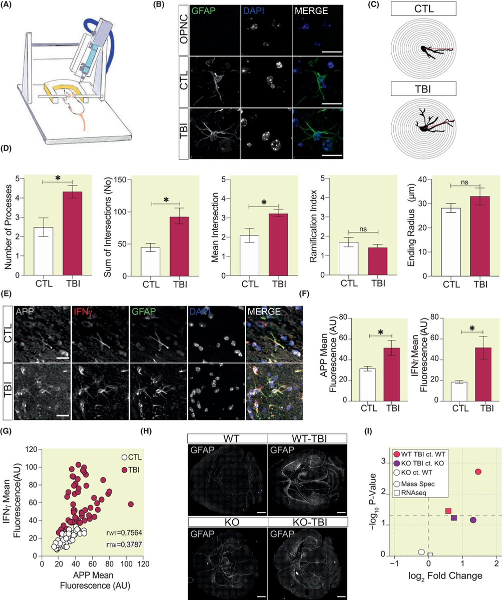 Exciting discovery! The #amyloid precursor protein emerges as a potential molecular player in regulating reactive #astrogliosis, shedding light on #neurodegenerative disease pathways and offering new therapeutic directions.

onlinelibrary.wiley.com/doi/10.1111/ap…

#EARA #animalresearcj #InMice