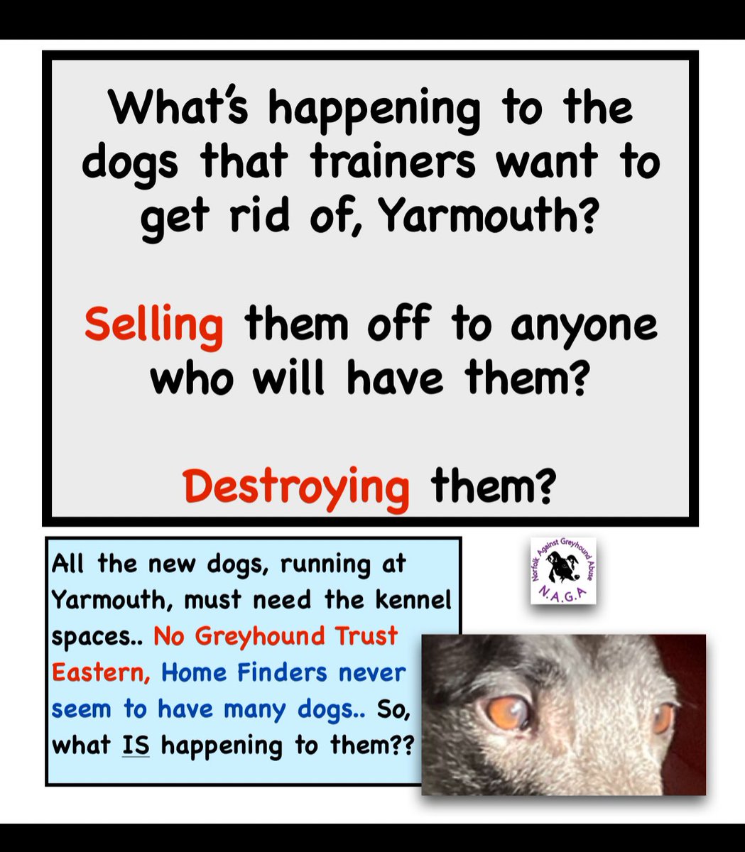 So many new dogs, racing, at Yarmouth. What is happening to the ones you no longer want? You claim to rehome all of your ex racers. Time to tell us the truth because we think you’re not.. Greyhound racing is a national disgrace.. #bangreyhoundracing #animalabuse #AnimalCruelty