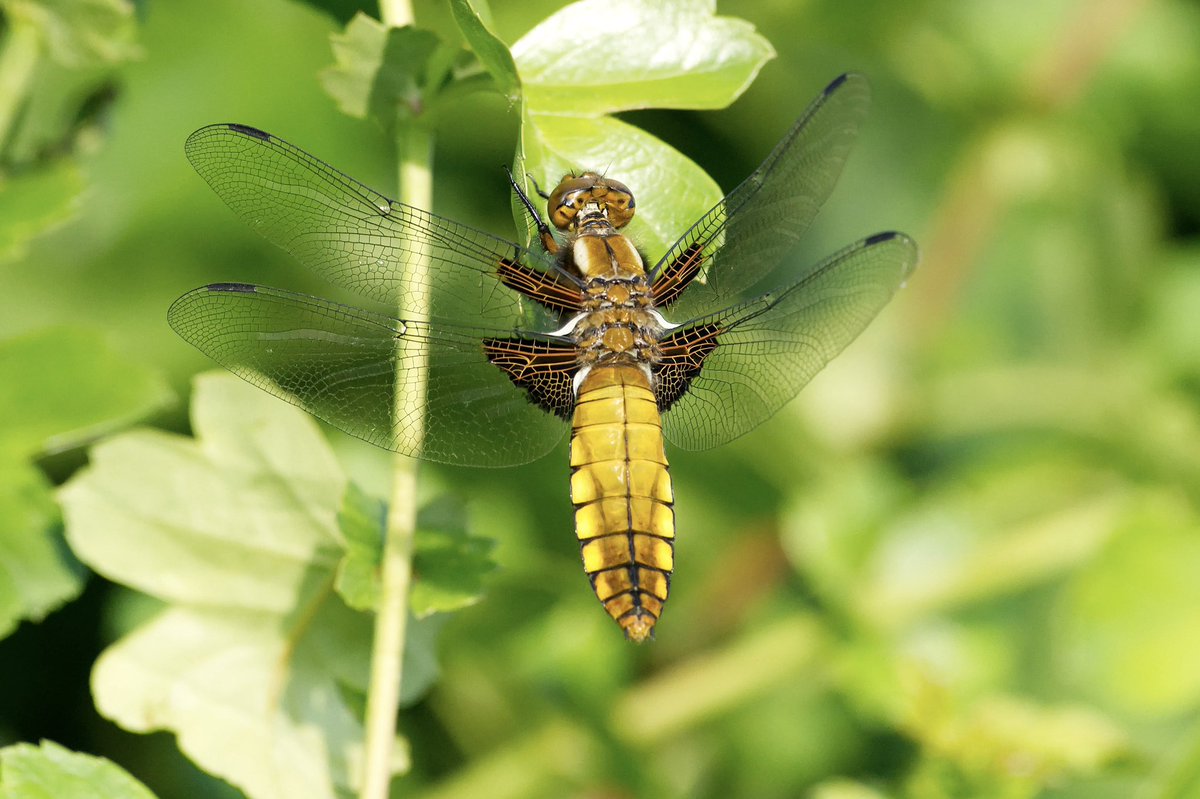 Giles Greenwood (@giles_greenwood) on Twitter photo A broad bodied chaser at @E17Wetlands yesterday
@WildLondon <a href="/Team4Nature/">Team4Nature</a> <a href="/NatureUK/">NatureUK</a> <a href="/Natures_Voice/">RSPB</a> <a href="/LeeValleyPark/">Lee Valley Park</a> A broad bodied chaser at @E17Wetlands yesterday
@WildLondon <a href="/Team4Nature/">Team4Nature</a> <a href="/NatureUK/">NatureUK</a> <a href="/Natures_Voice/">RSPB</a> <a href="/LeeValleyPark/">Lee Valley Park</a>