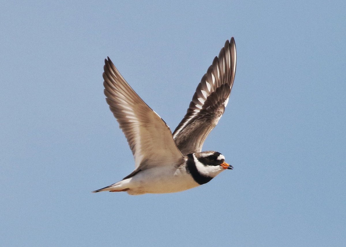 It’s now been over a week since our first nest was found and it’s still going strong. Both adults still regularly taking turns on the nest throughout the day. All being well we should see our first fledglings in the third week of May 🤞🏻 📸 @samgod96