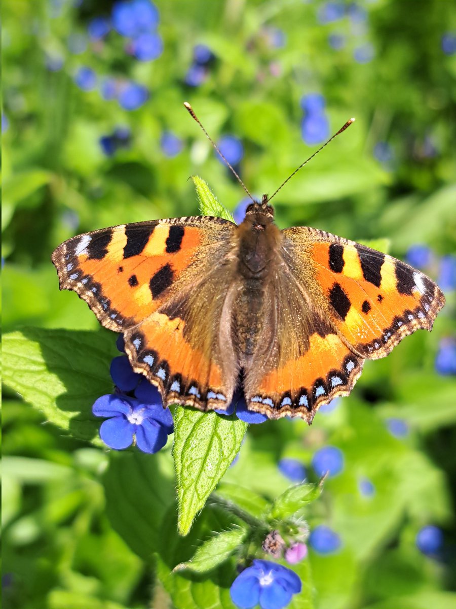 A Small Tortoiseshell in my garden this morning. Nectaring on Green Alkanet which is a native wildflower. I love how the blue flowers highlight the blue beaded margins of the butterfly's wings. @savebutterflies
