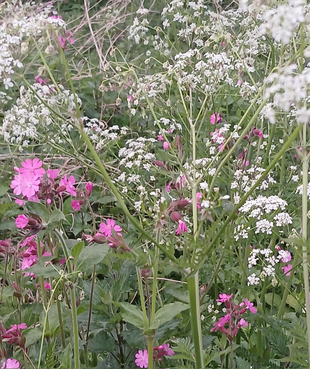 Campion and umbellifer 'froth' seen on a walk last night...simply gorgeous #GardeningTwitter #wildlifegardening #gardening