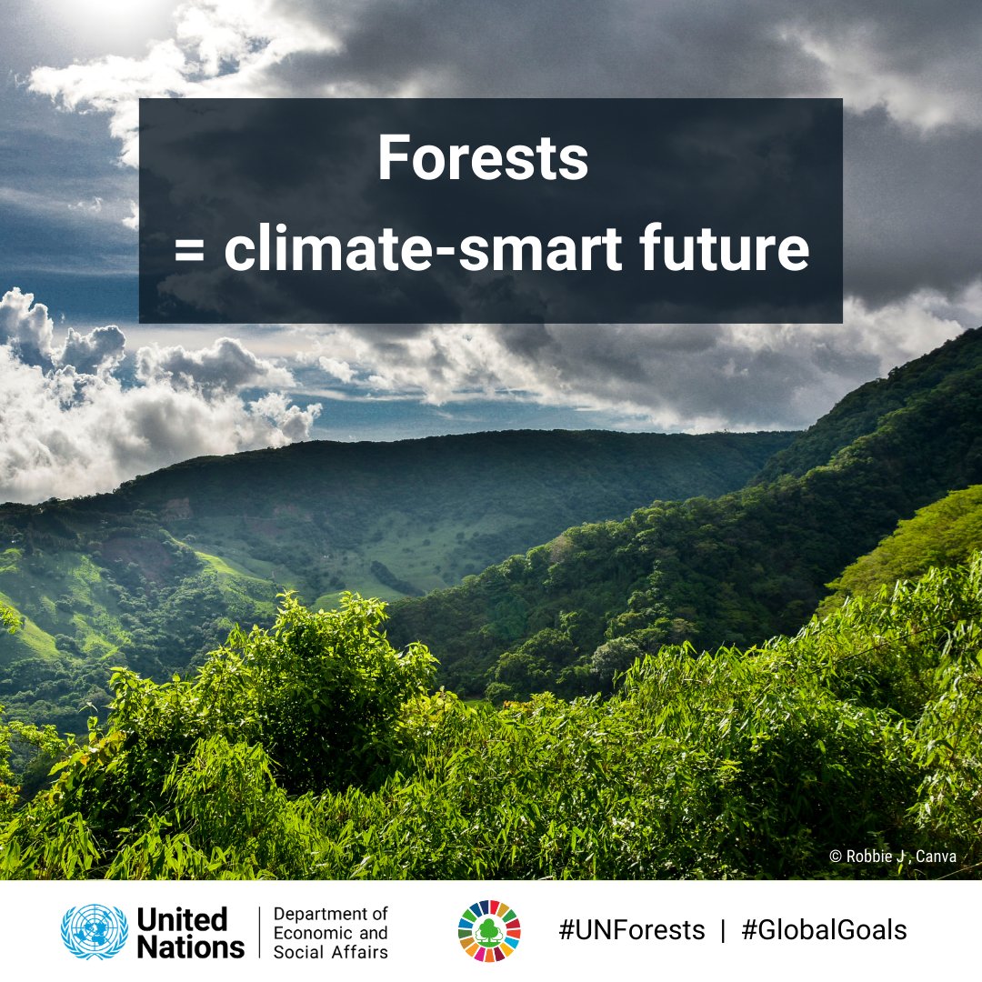 🌲 Forests absorb 2 billion tonnes of CO2 each year, playing a key role in combating climate change.

Tune in to this week's #UNforests Forum for insights and discussions on how these ecosystems drive #ClimateAction: webtv.un.org/en/search?quer…