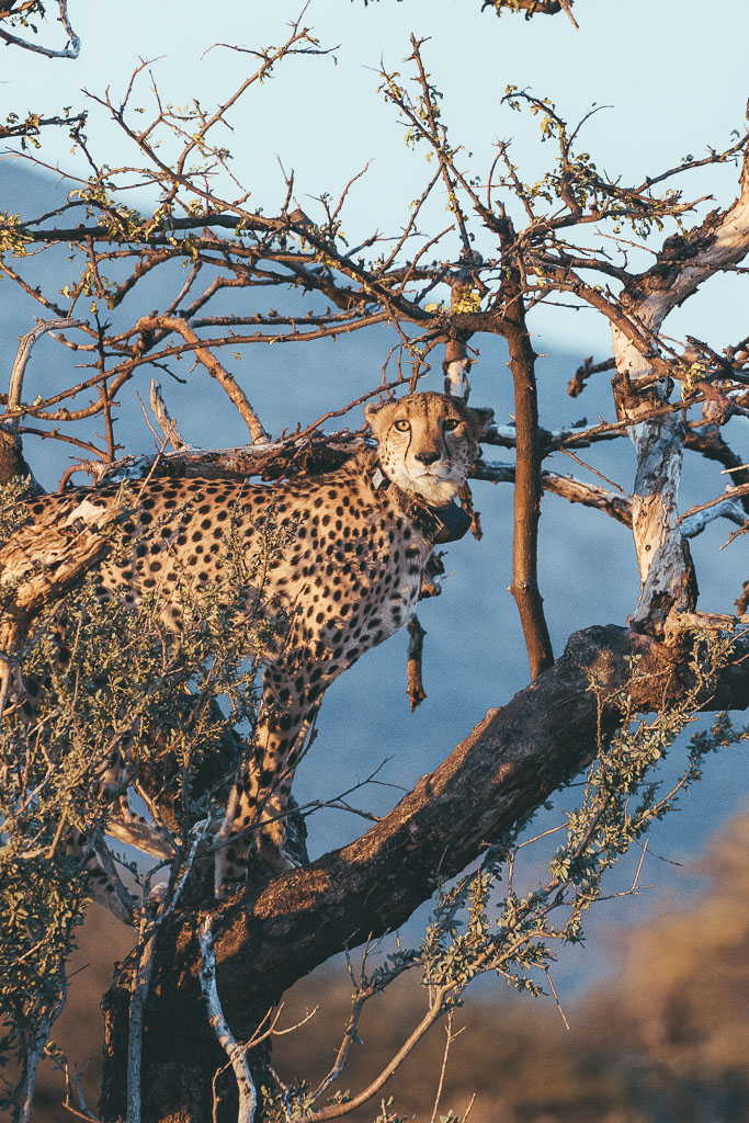 Erindi Game Reserve tweet media