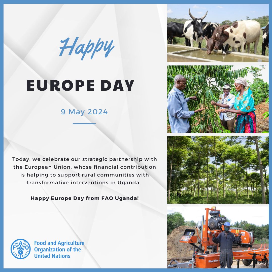 Today, we join @EUinUG to celebrate #EuropeDay2024. Achieving #SDGs is at the ❤️ of both @FAO & @EU_Commission's goals, making us natural partners for #foodsecurity, agriculture, #ClimateAction, and natural resources development in 🇺🇬. Happy #EuropeDay!