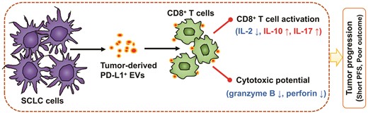 Extracellular vesicles containing #PDL1 contribute to CD8+ T-cell immune suppression & predict poor outcomes in small cell lung cancer Dou et al. suggest that EVs containing PD-L1 can serve as a diagnostic biomarker for #SCLC therapy ➡️bit.ly/3PNYyk5