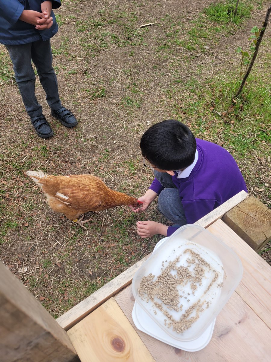 1/2.  P3/4 had loads of fun during their Chicken Week and focused on building up confidence for both chickens and children. They loved being able to feed the girls by hand, collect the eggs and spend time working outdoors together. #HWB #futurefarmers #skills #outdoorlearning