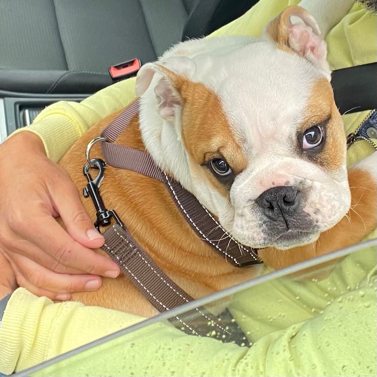 So I’ve been to the vet recently for my 4th annual check up and boosters, but for #ThrowbackThursday here I am, not wanting to leave the car for the last of my #Puppy boosters 💉 🐶🐾❤️ Barney #BarneyTheBulldog #DogsOfTwitter #DogsOfX #DogsOfIG #DogsOfFacebook #EnglishBulldog