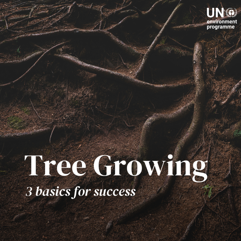 UNEP's tweet photo. 🌱🌳 Planting trees isn't just about tossing seeds or seedlings in the ground. It’s about growing them in the right ways.

Here's some #GenerationRestoration guidance to make every tree count: