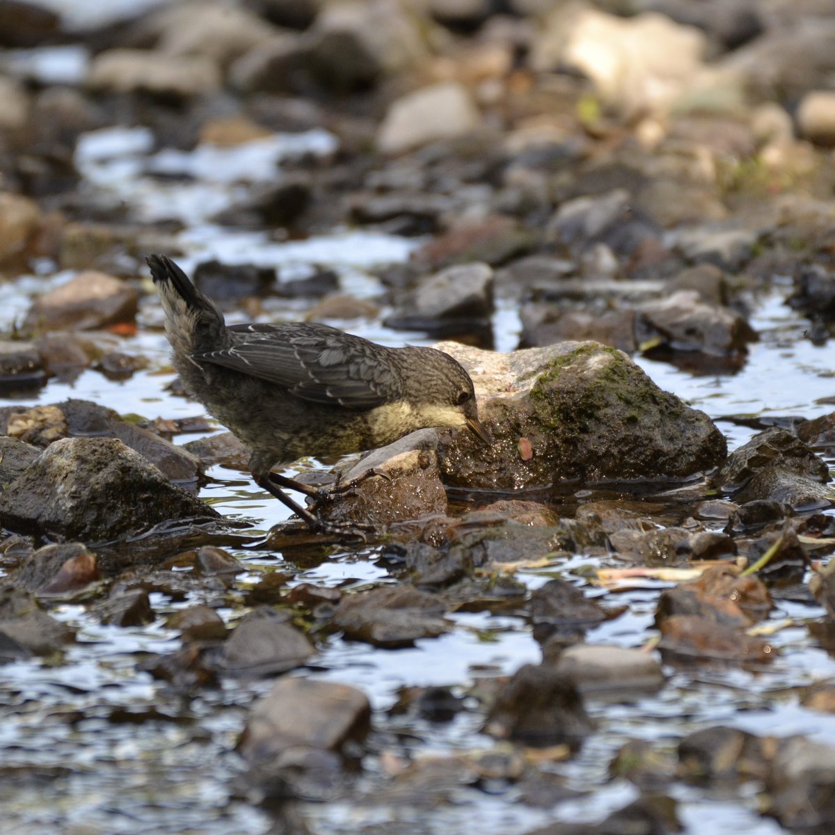 Sunshine and new life 💚☀️#littlethings #nature #wellbeing #thursdaymorning #fledglingdipper #DerbyshireWye