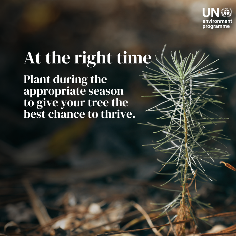 UNEP's tweet photo. 🌱🌳 Planting trees isn't just about tossing seeds or seedlings in the ground. It’s about growing them in the right ways.

Here's some #GenerationRestoration guidance to make every tree count: