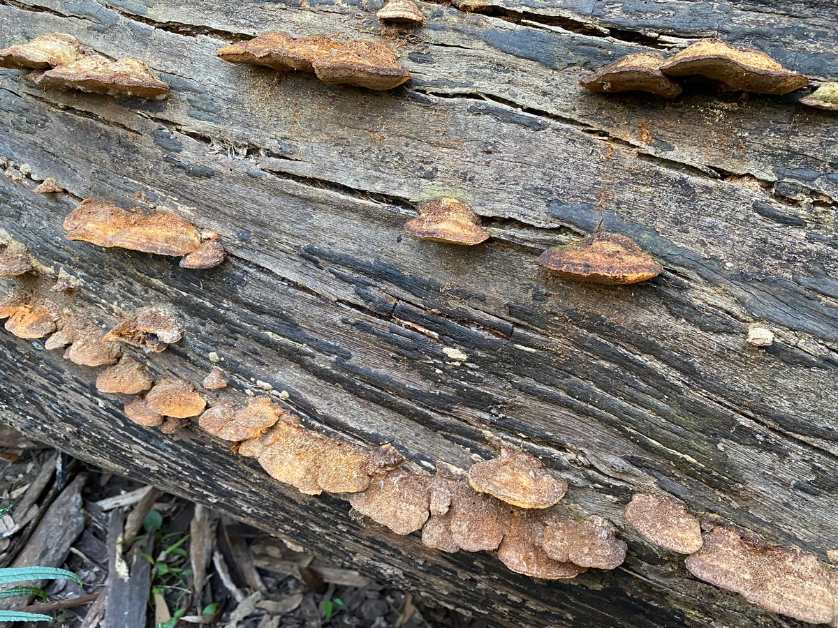 The forests South of #Eden #NSW are full of fungi at this time of year. Some are absolute rotters …. : ) #WildOz