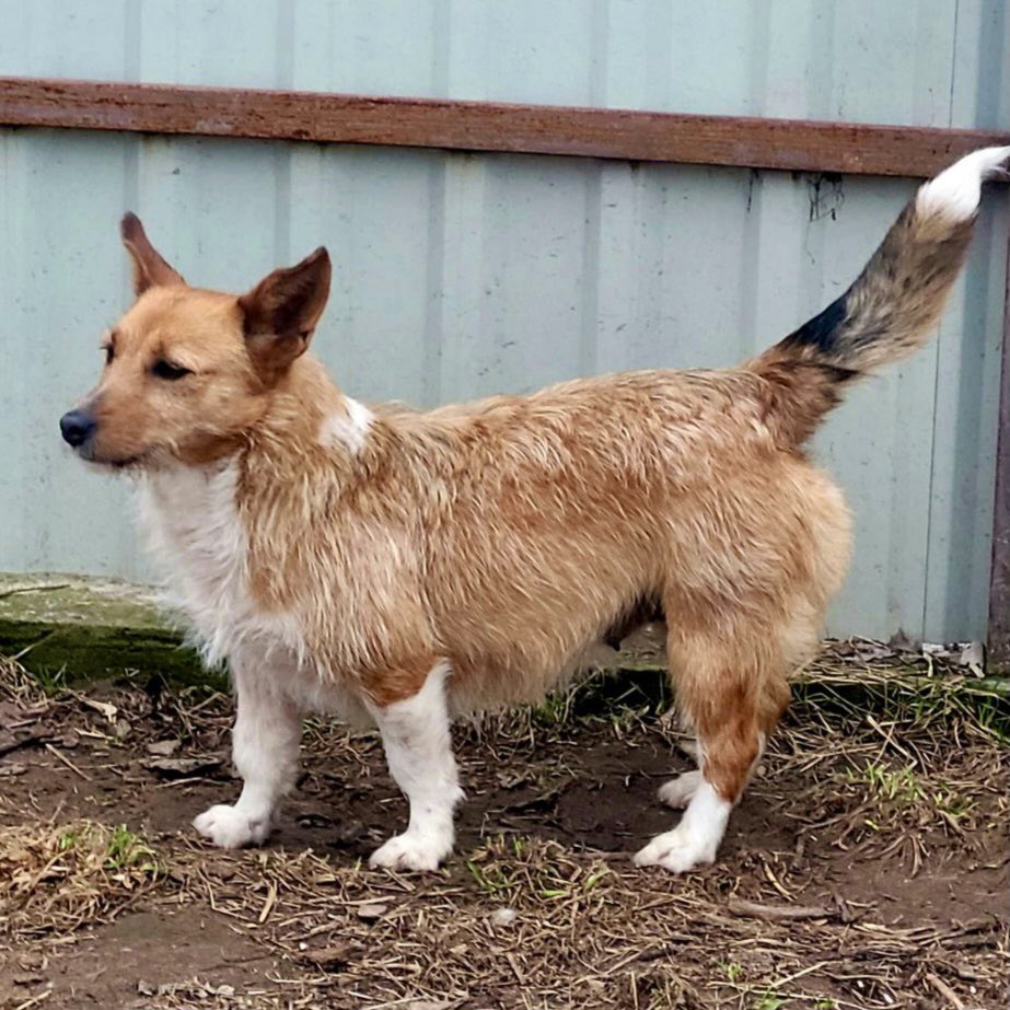 805th day of full-scale war: 🐕 Sent 285 kg of food aid to Donetsk region upon the request of the military 🐶 Dispatched veterinary supplies for animals in Shostka, Sumy region 🐱 Sent 50 kg of pet food to Buryn, Sumy region Support us 👉 uanimals.org/en/how-to-help A big thank you…