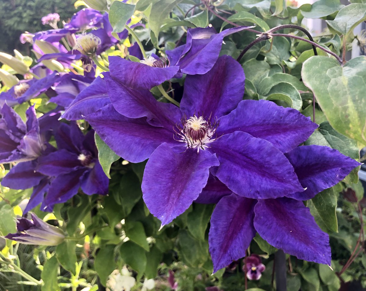 Happy Thursday everyone! Clematis from my little garden last year, lots of buds but no flowers as yet! #ClematisThursday 💜💜