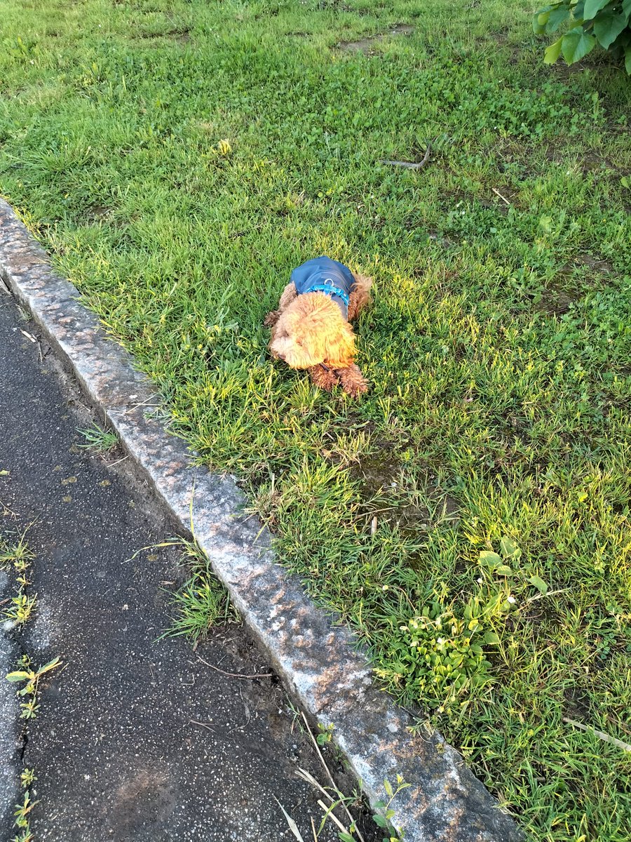 Manudaprato's tweet image. In relax #Mojito #labruna