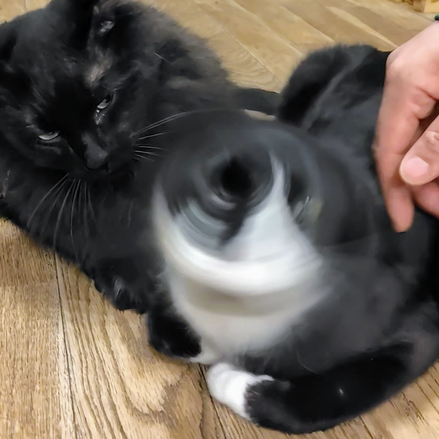 nekodasuke_5628's tweet photo. 休み明けの憂鬱はネコドリルで粉砕にゃあ❗

#ネコ #ネコカフェファング #静岡 #みんニャファイト #ネコダスケ https://t.co/jM9ZGeIcgg