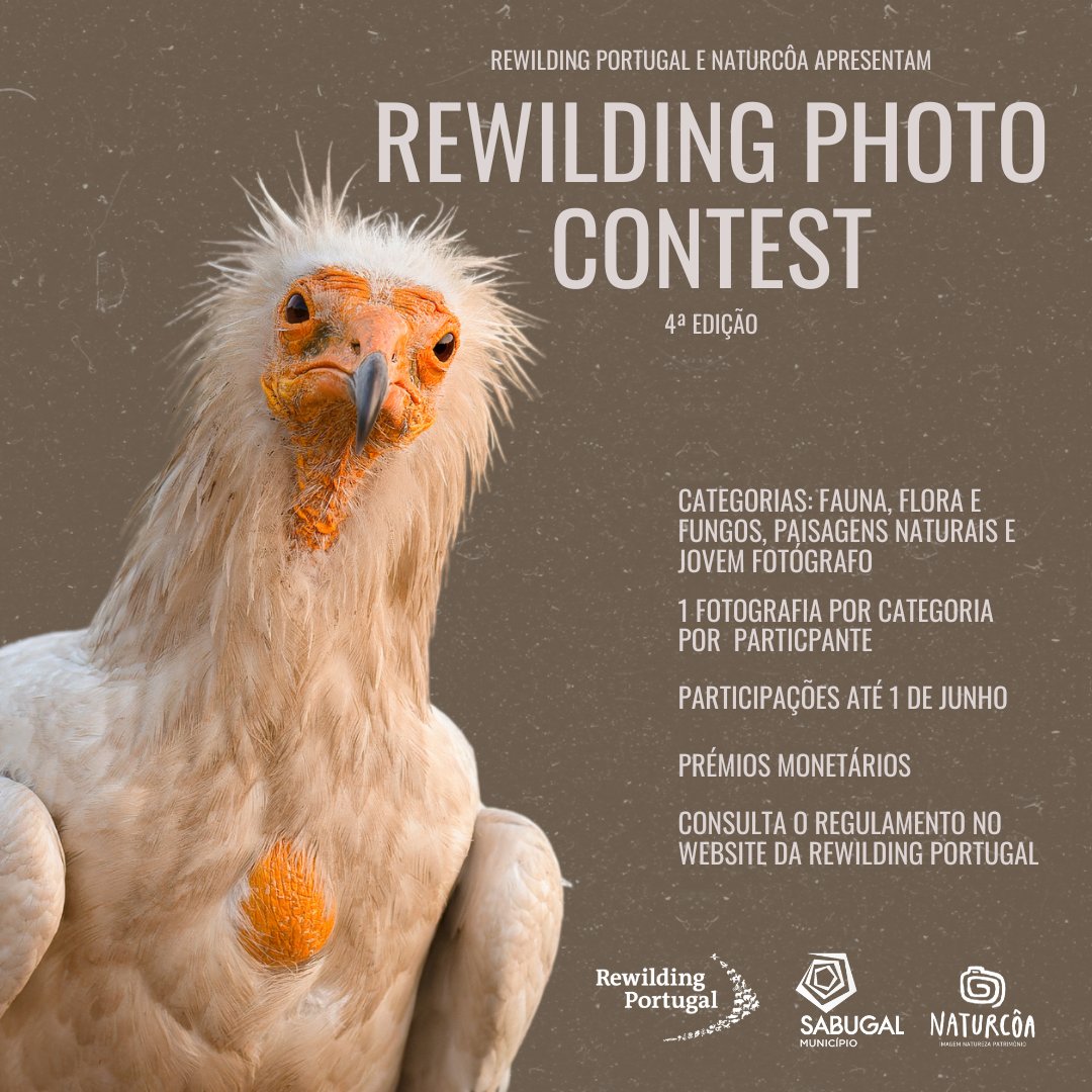 São já centenas as participações no nosso 4º Rewilding Photo Contest! Tens até dia 1 de junho para te inscreveres! Do que estás à espera? Acede aqui: forms.gle/z6ZGpGFWv361Tx… e trata disso, vem mostrar-nos o teu lado mais selvagem 🐾📸